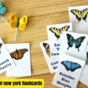 A Beginner's Guide to the Butterflies of New York Flashcards