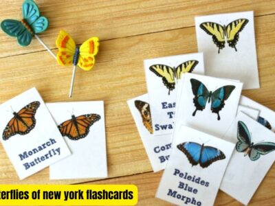 A Beginner's Guide to the Butterflies of New York Flashcards