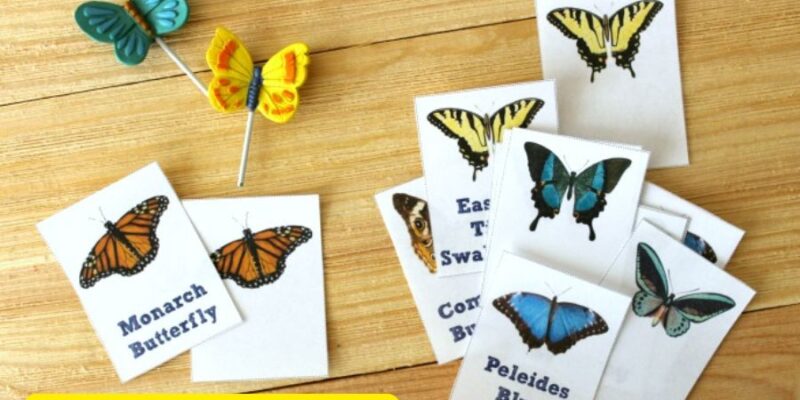 A Beginner's Guide to the Butterflies of New York Flashcards