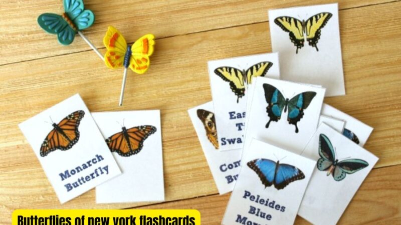 A Beginner's Guide to the Butterflies of New York Flashcards