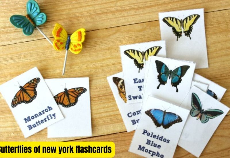 A Beginner's Guide to the Butterflies of New York Flashcards