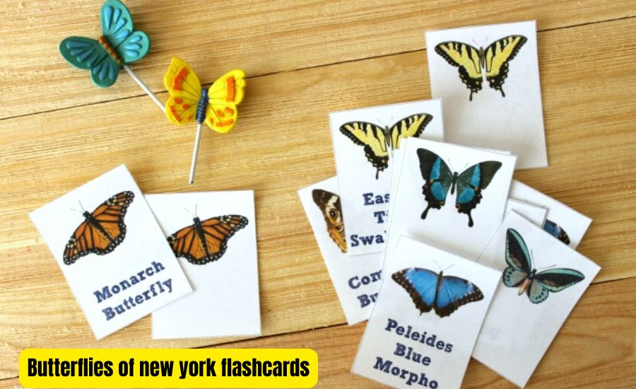 A Beginner's Guide to the Butterflies of New York Flashcards