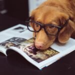 The Ultimate Pet Health Management Plan for Long-Term Wellness