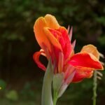 The Role of Natural Supplements in Enhancing Focus and Productivity